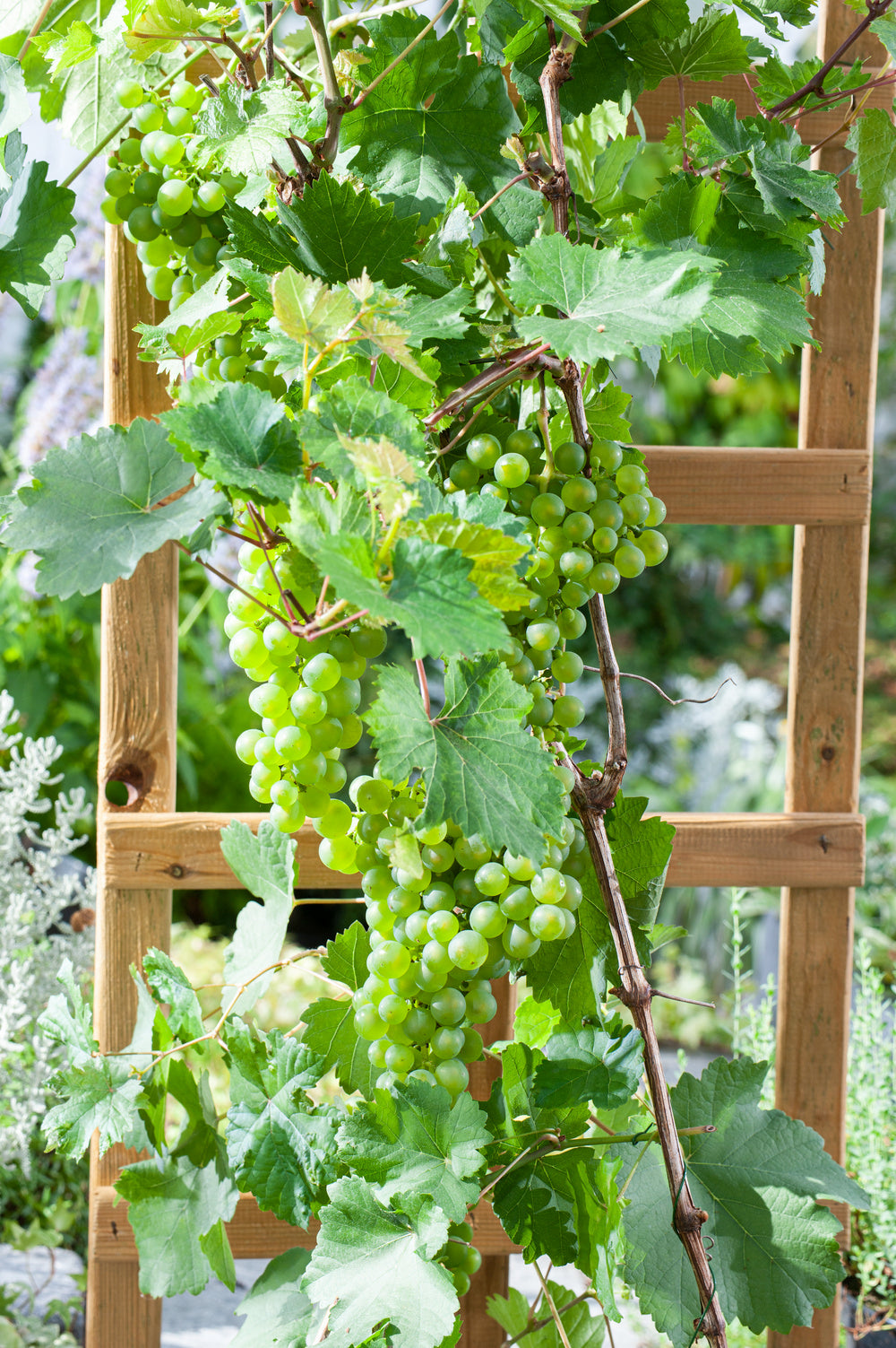 Lot de 2 vignes greffées blanches 55-70 cm - 1 Aurore, 1 Sauvignon