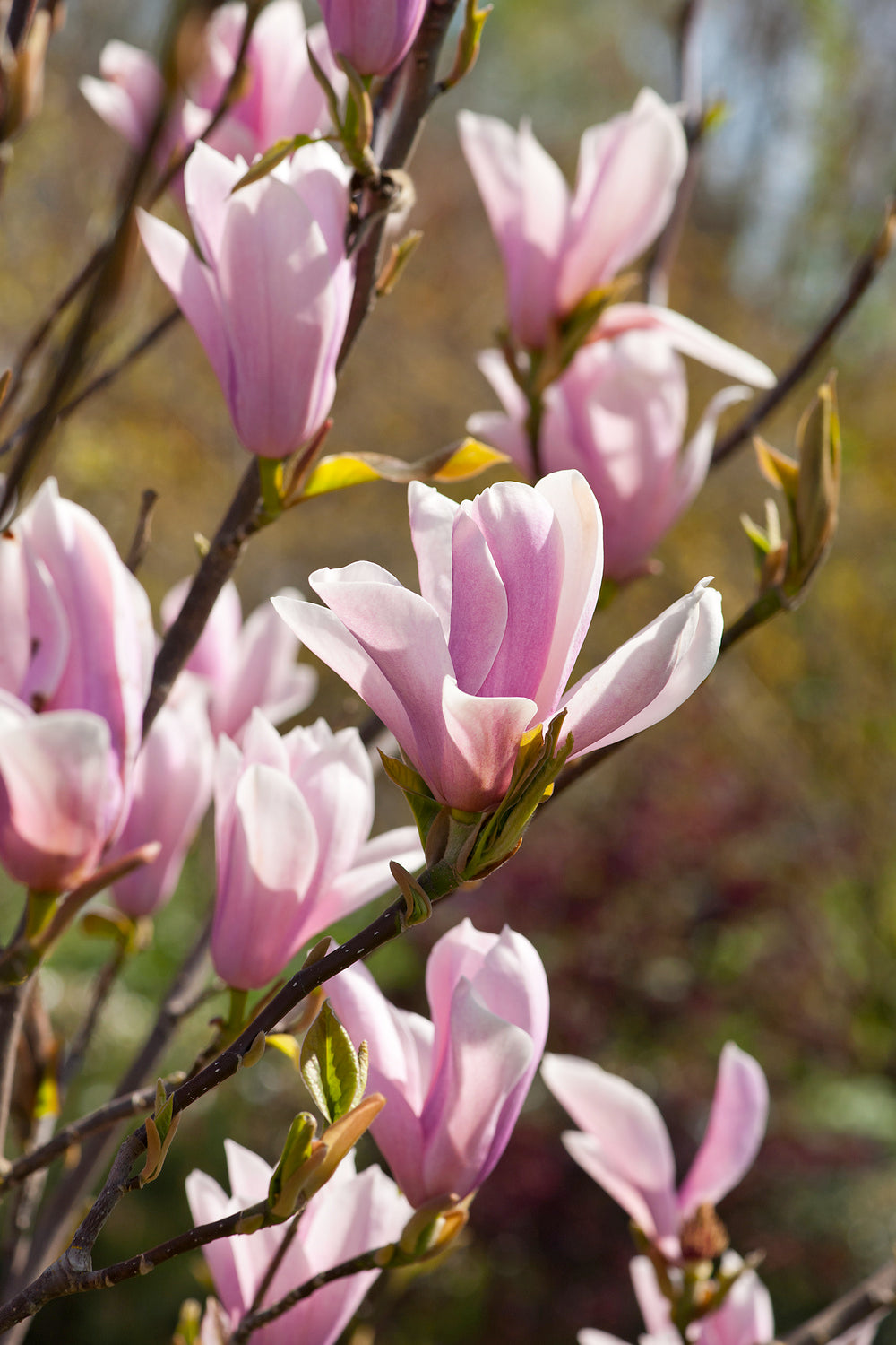 Lot de 3 magnolias Soulangeana - 30-38 cm