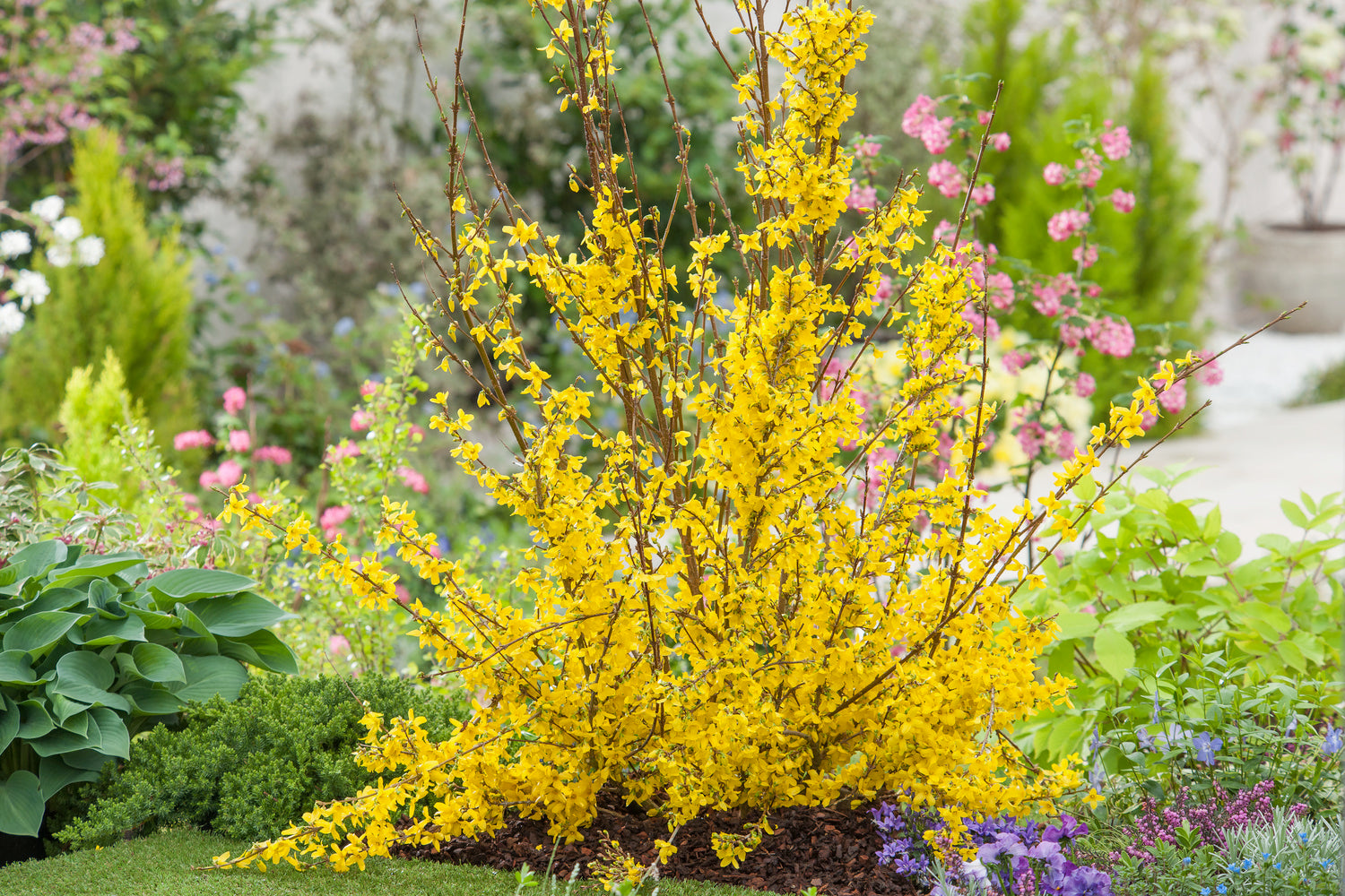 Lot de 4 arbustes d'ornement XL : 1 Hibiscus, 1 Weigelia, 1 Deutzia, 1 Forsythia - 30-38 cm