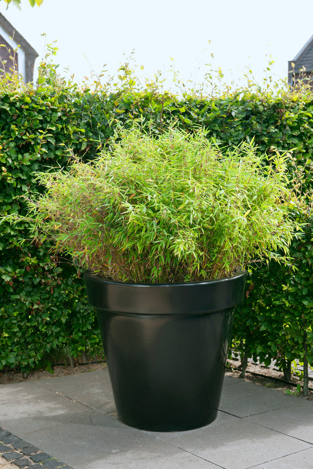 1 Bambou Large « non invasif » (Fargesia) - 40-60 cm