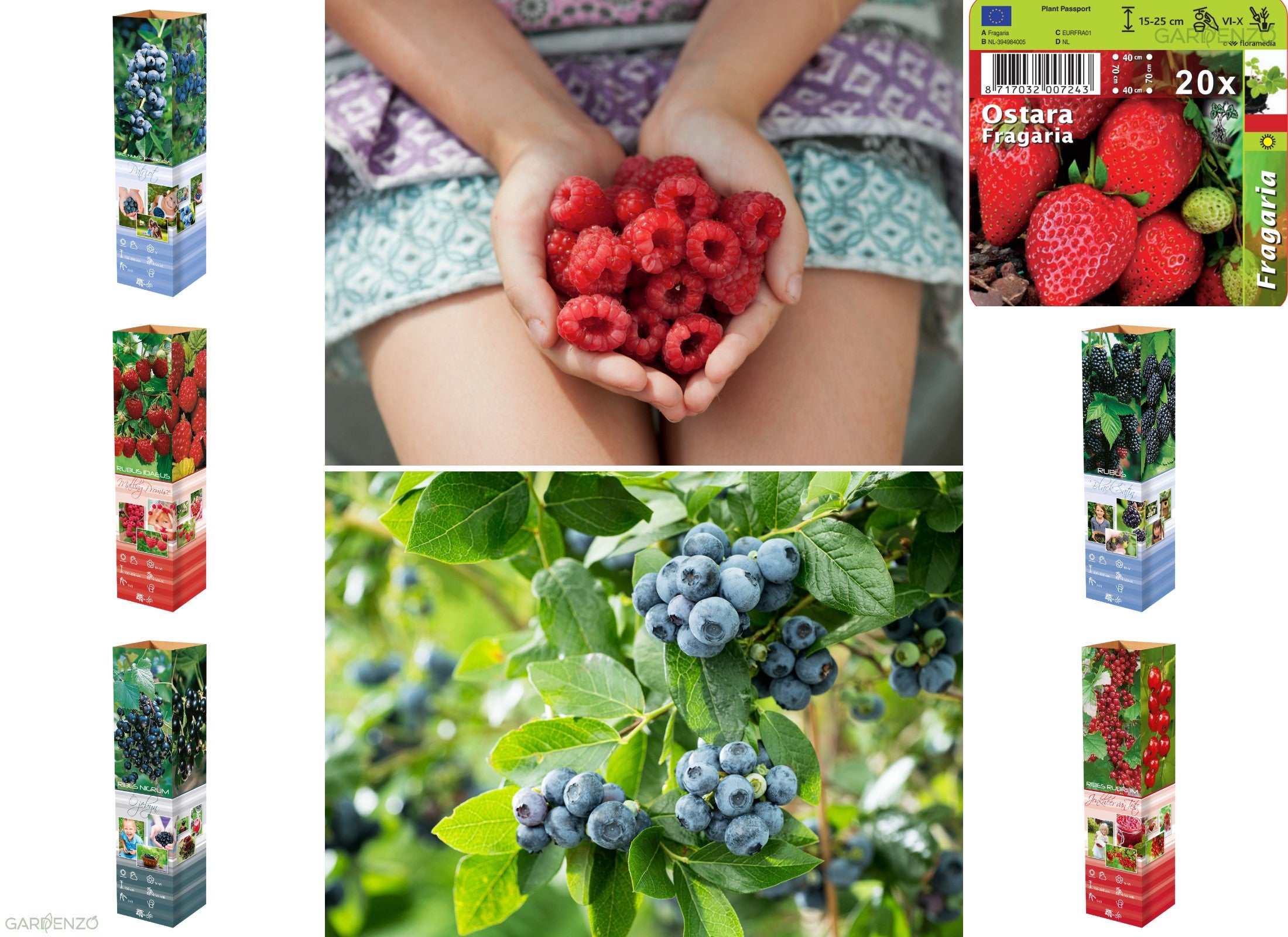 Lot de 25 plantes fruitières 30–38 cm : 20 fraisiers, 1 framboisier, 1 mûrier, 1 myrtillier, 1 groseillier, 1 cassis,