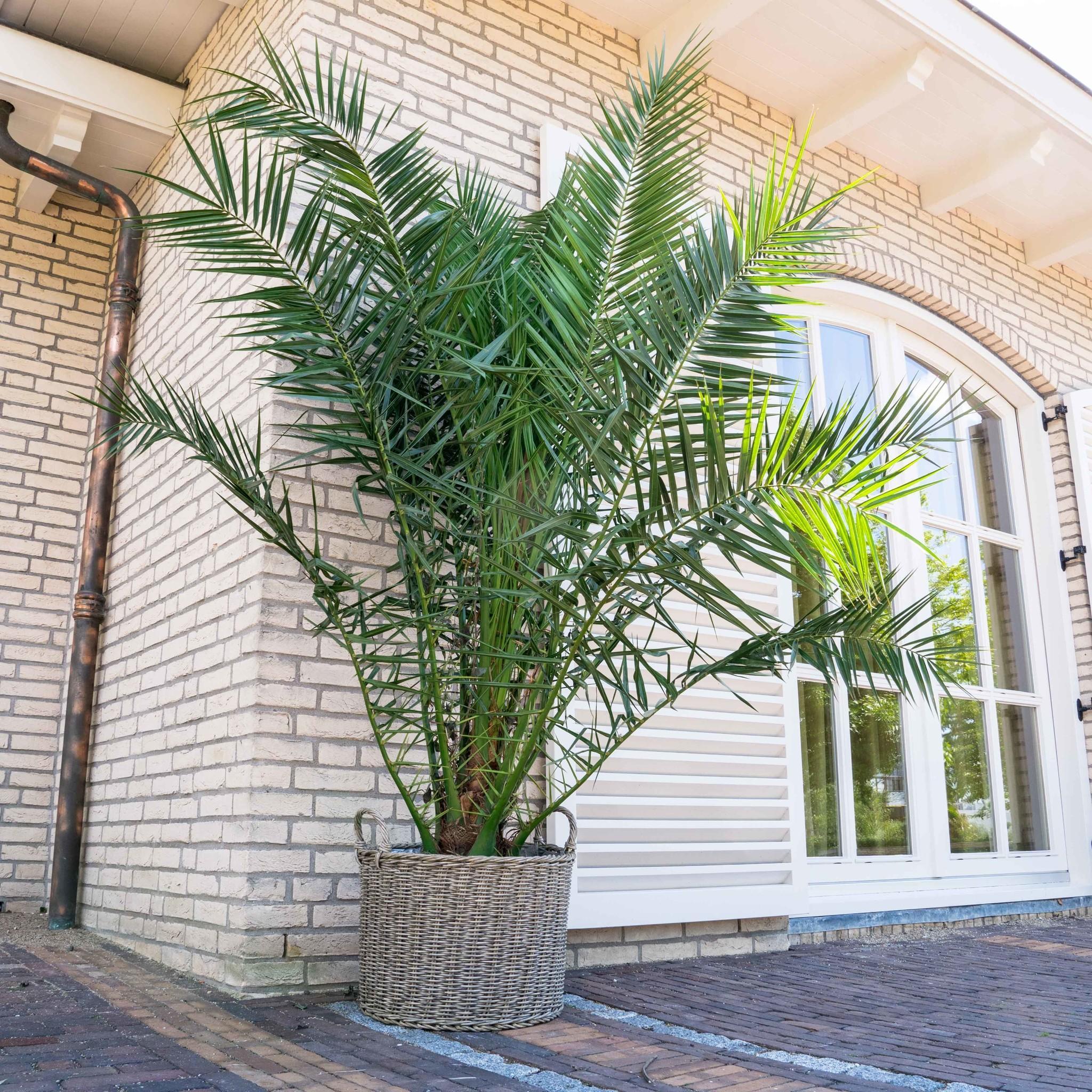 Palmier Phoenix canariensis - Grands (80-110 cm)