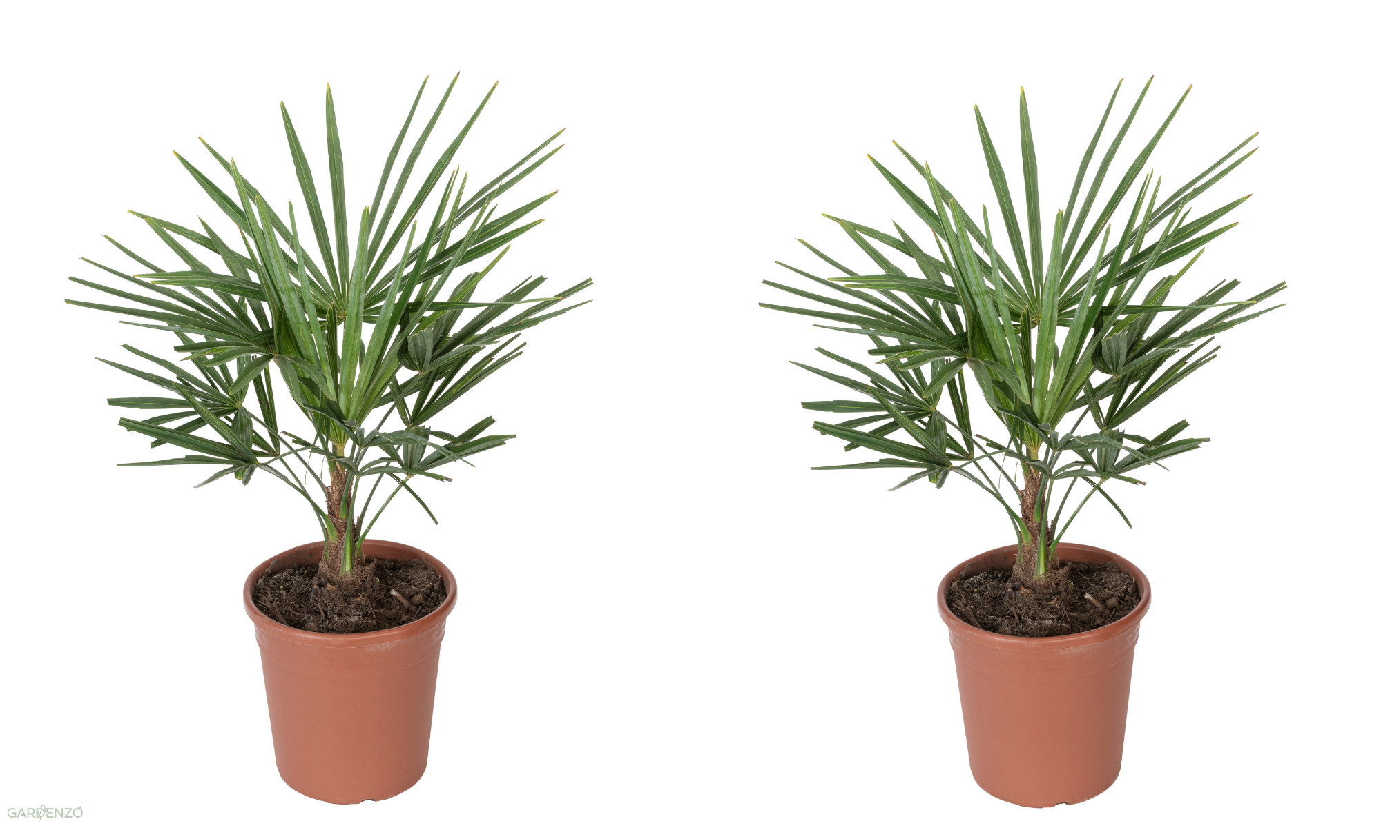 Lot de 2 palmiers éventail Chinois - Grand (60-80 cm)
