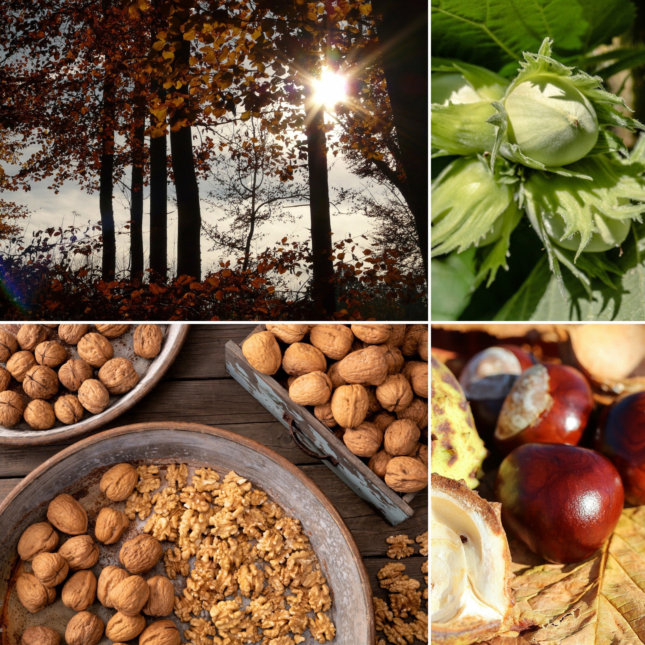 Lot de 8 arbres à noix / noisettes / châtaignes : 2 noisetiers (Corylus), 2 châtaigniers (Castanea sativa), 2 noyers (Juglans regia), 2 hêtres (Fagus sylvatica) 50-60 cm