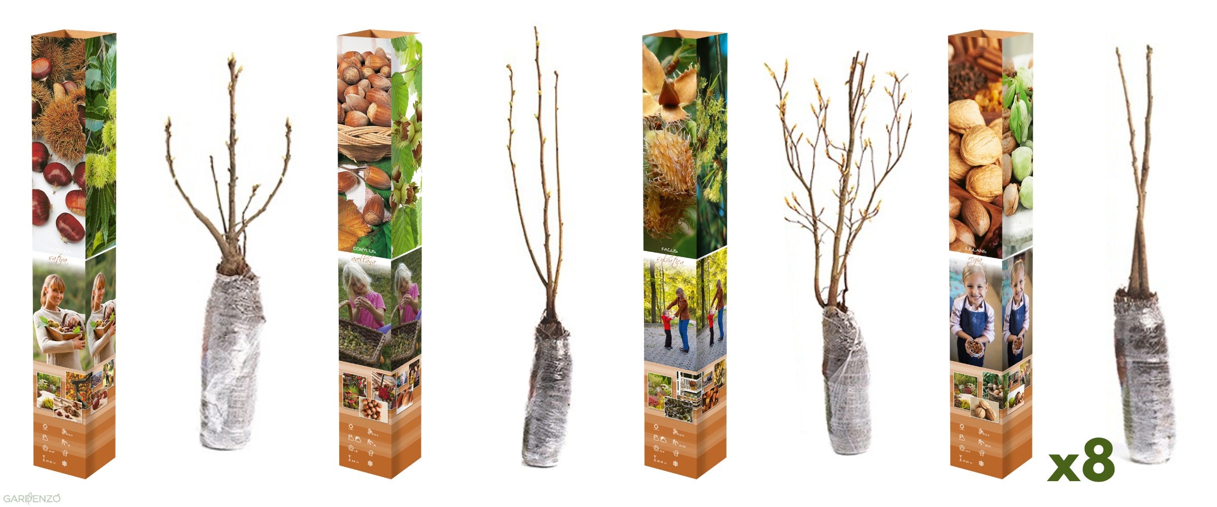 Lot de 8 arbres à noix / noisettes / châtaignes : 2 noisetiers (Corylus), 2 châtaigniers (Castanea sativa), 2 noyers (Juglans regia), 2 hêtres (Fagus sylvatica) 50-60 cm
