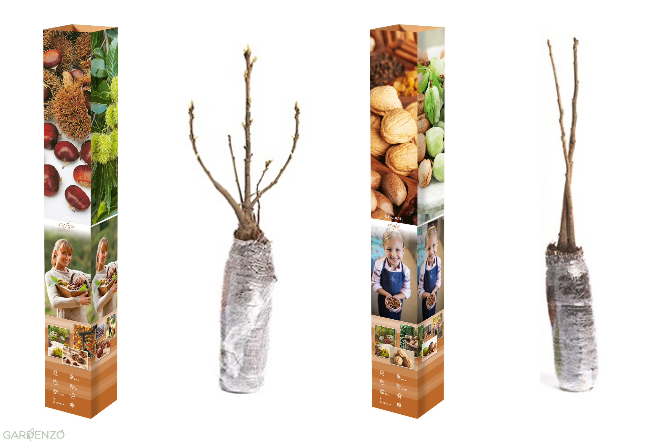 Lot de 2 arbres : 1 châtaignier et 1 noyer - 50-60 cm