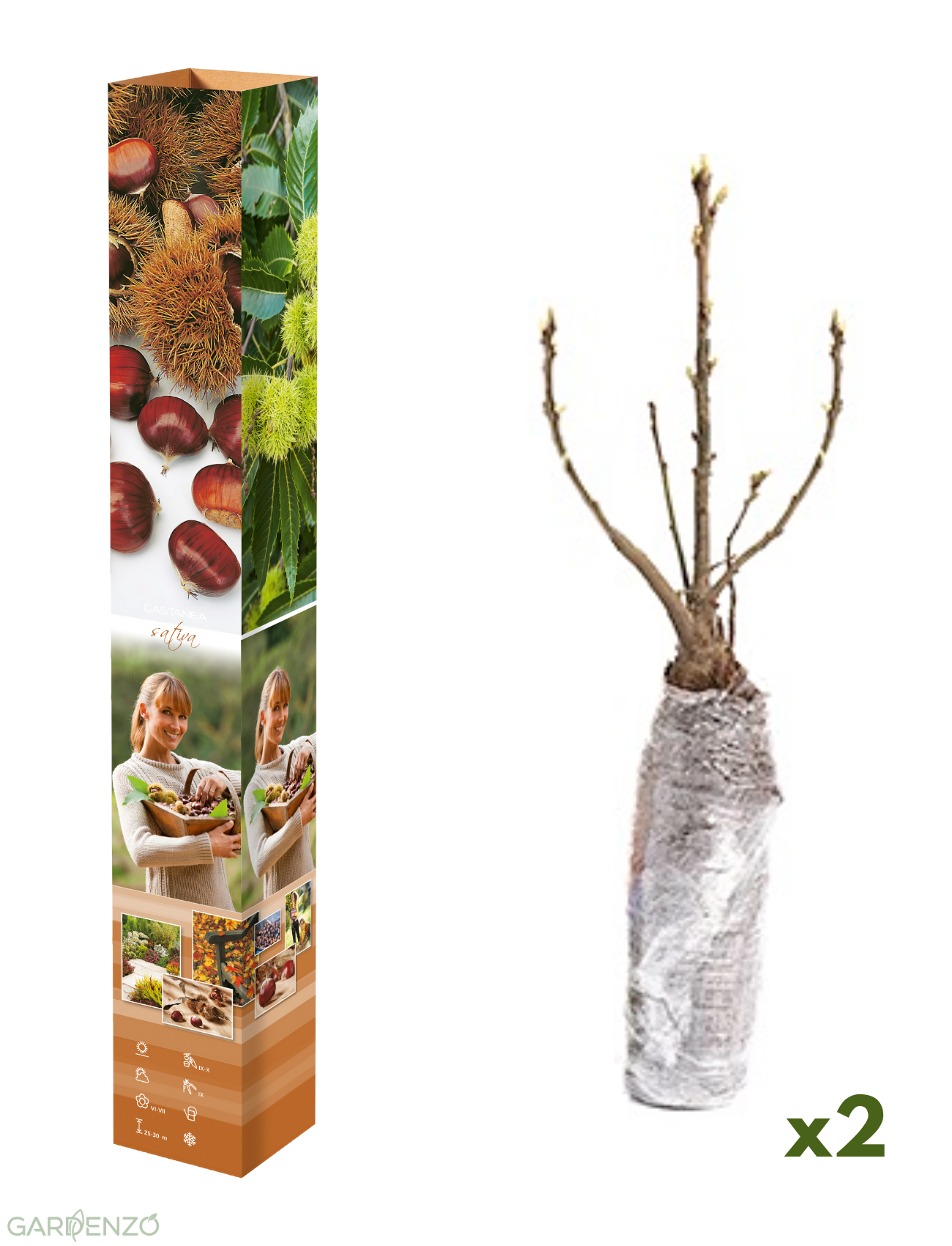 Lot de 2 châtaigniers (Castanea sativa) - 50-60 cm