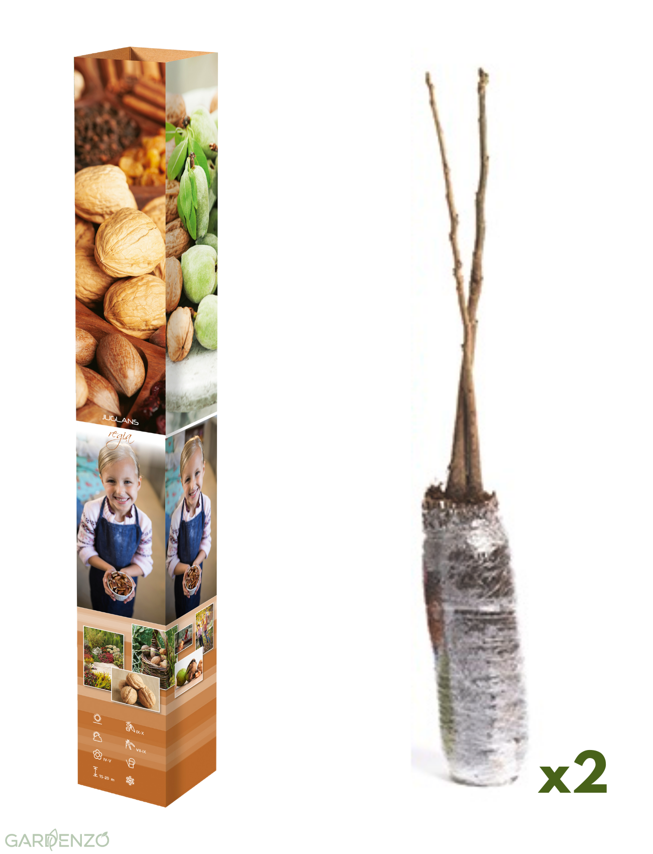Lot de 2 noyers (Juglans regia) - 50-60 cm