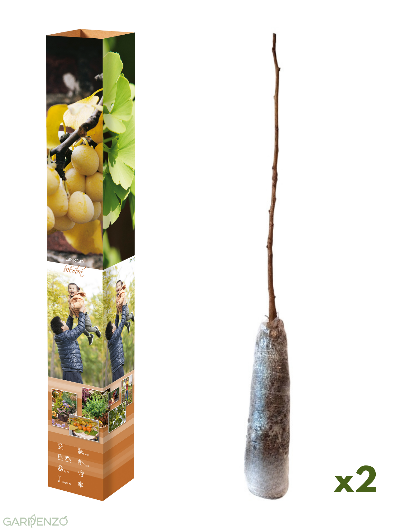 Lot de 2 noyers du Japon (Ginkgo biloba) - 50-60 cm