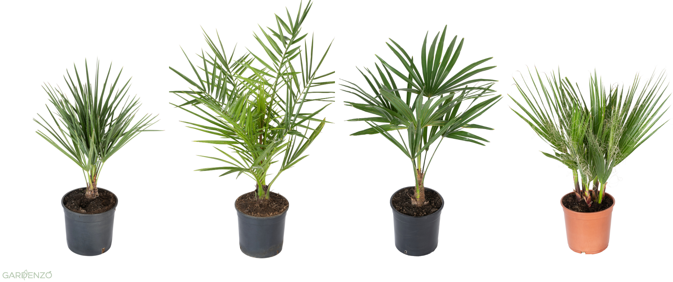 Lot de 4 palmiers variés de taille moyenne - 1 Chamaerops humilis, 1 Phoenix canariensis, 1 Trachycarpus fortunei, 1 Washingtonia robusta (40-70 cm)