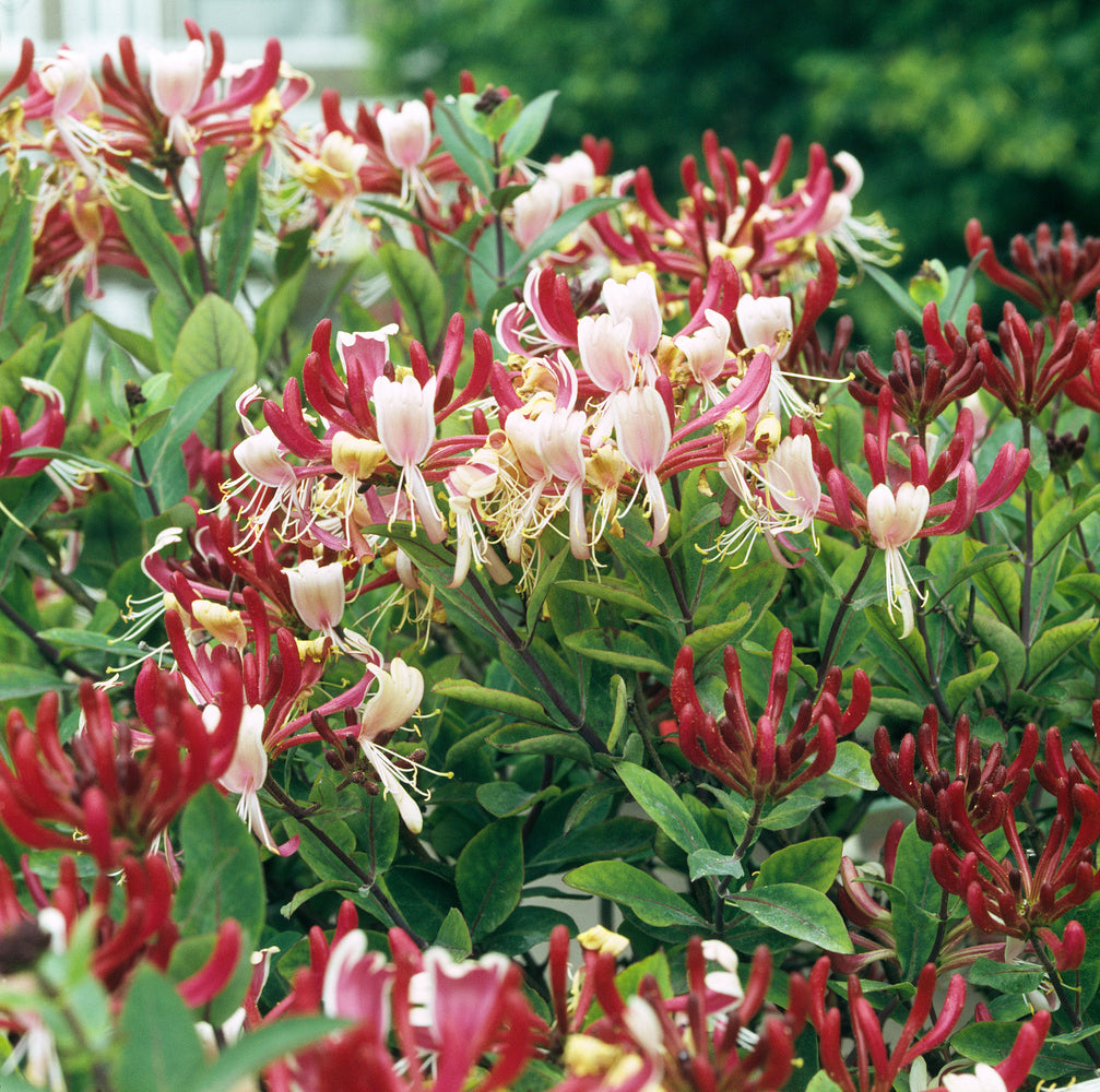 Lot de 6 chèvrefeuilles (Lonicera Periclymenum Belgica) - 30-38 cm
