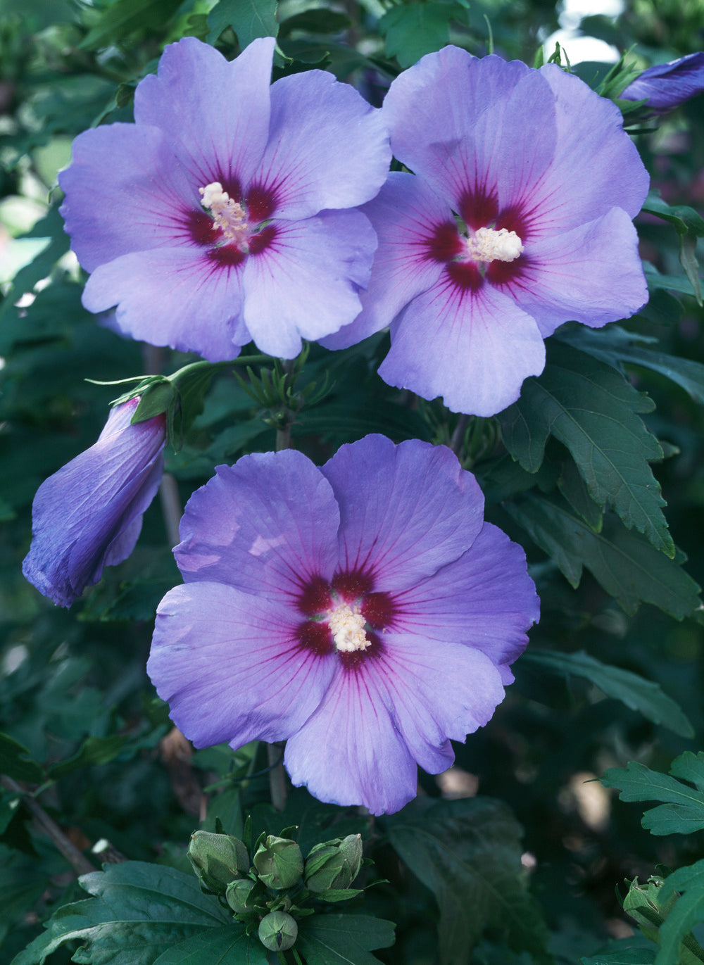Lot de 4 arbustes d'ornement XL : 1 Hibiscus, 1 Weigelia, 1 Deutzia, 1 Forsythia - 30-38 cm