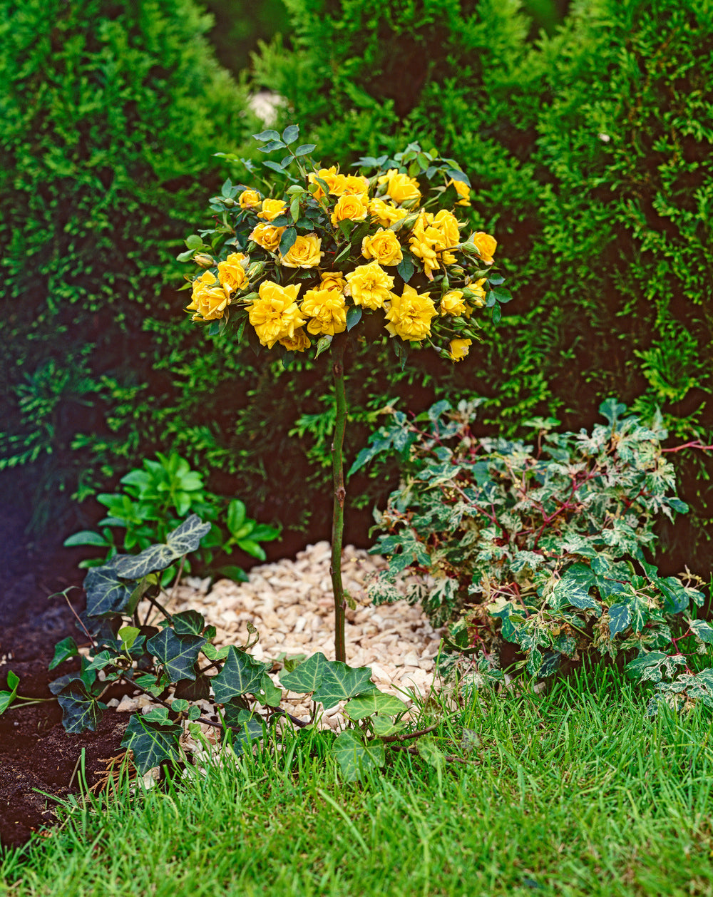 Lot de 3 mini rosiers jaunes - 55-70 cm