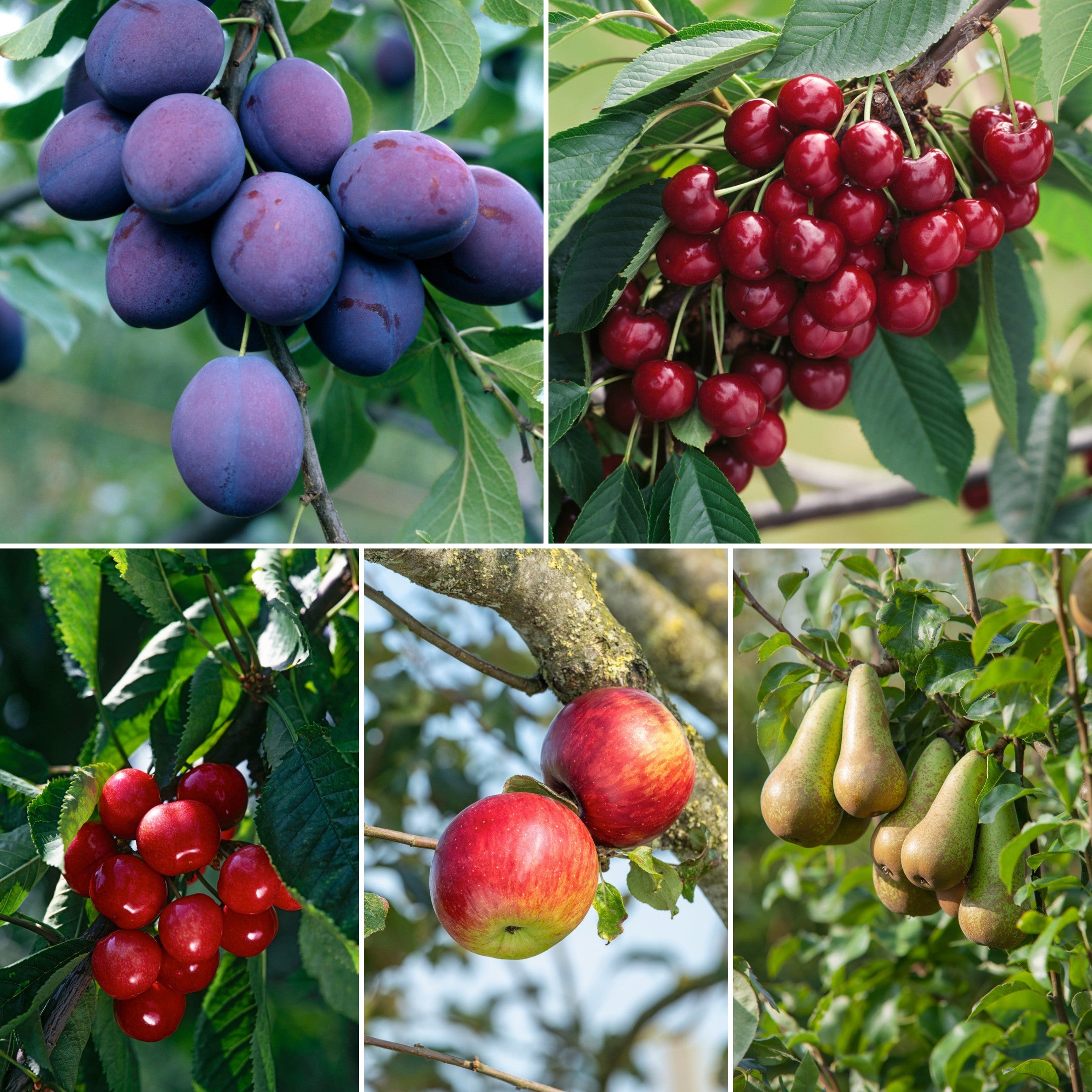 Lot de 5 arbres fruitiers XXL 140–170 cm - 1 pommier (Jonagold), 1 poirier (Conférence), 1 cerisier (Kordia), 1 cerisier (Griotte), 1 prunier (Quetsche)