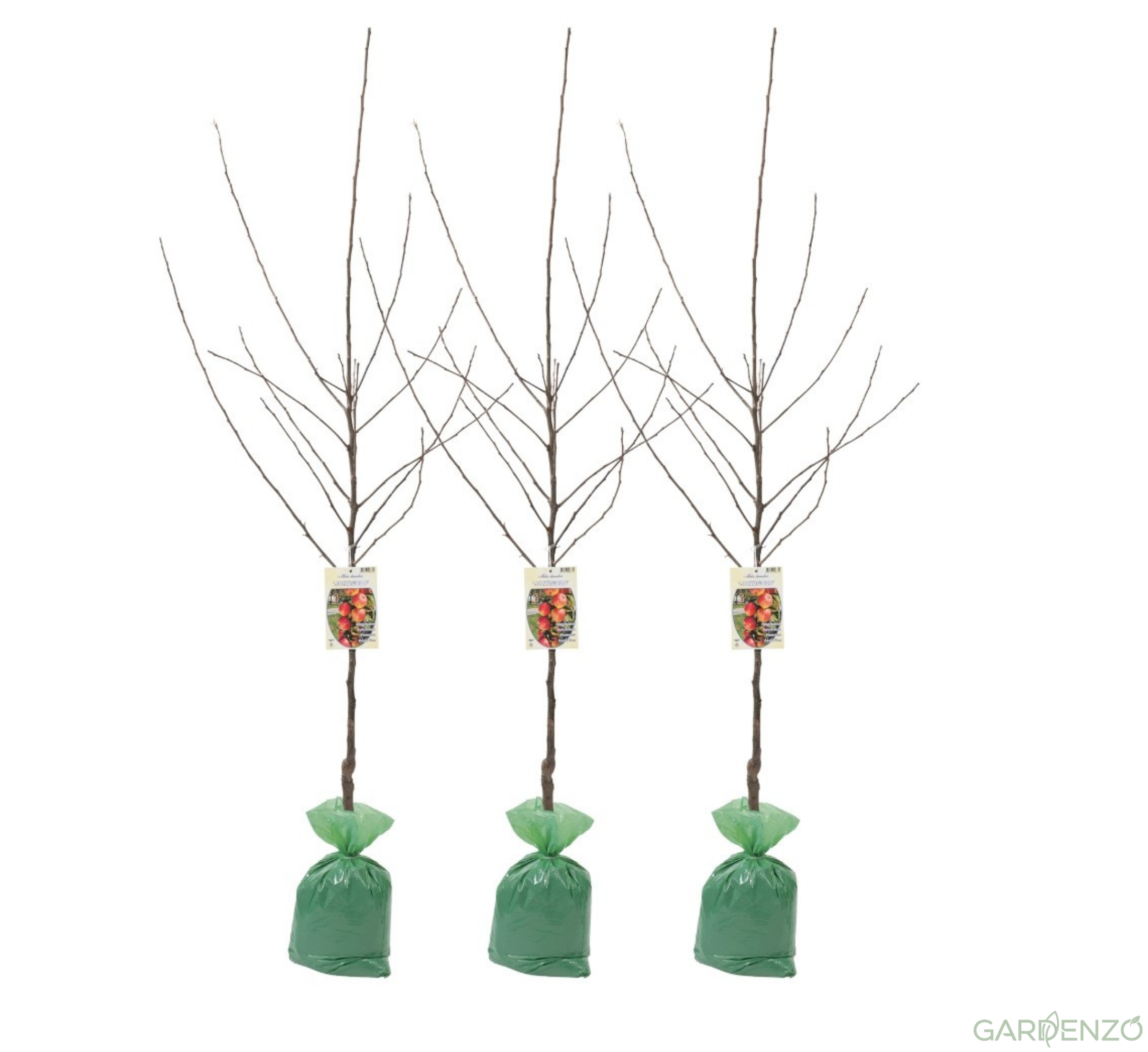 Lot de 3 pommiers XXL - 140-170 cm