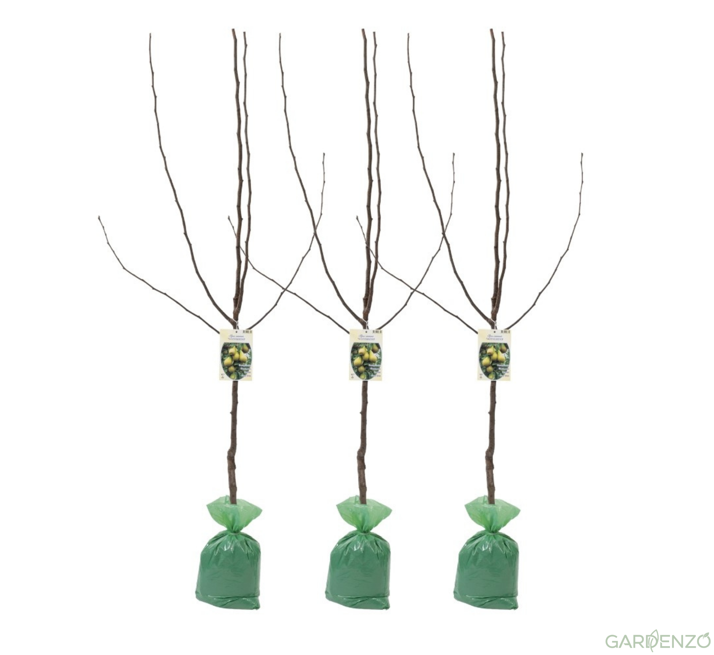 Lot de 3 poiriers (Conférence) XXL 140-170 cm