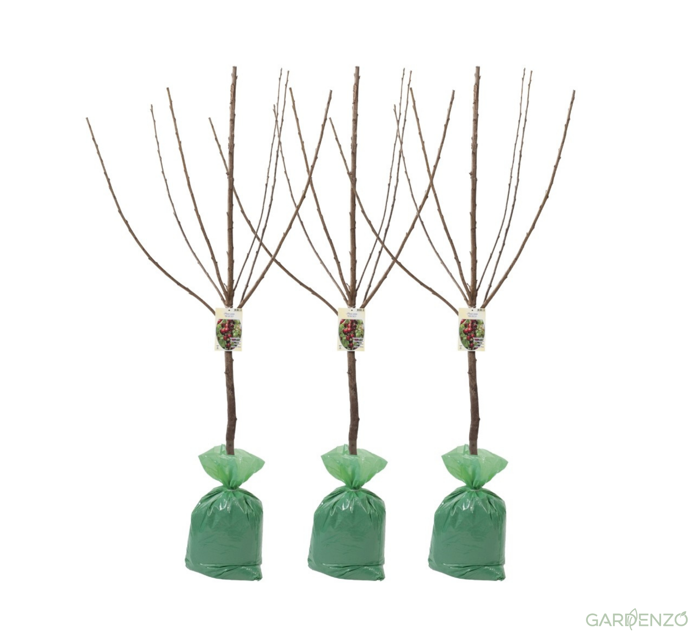 Lot de 3 cerisiers Kordia XXL 140–170 cm