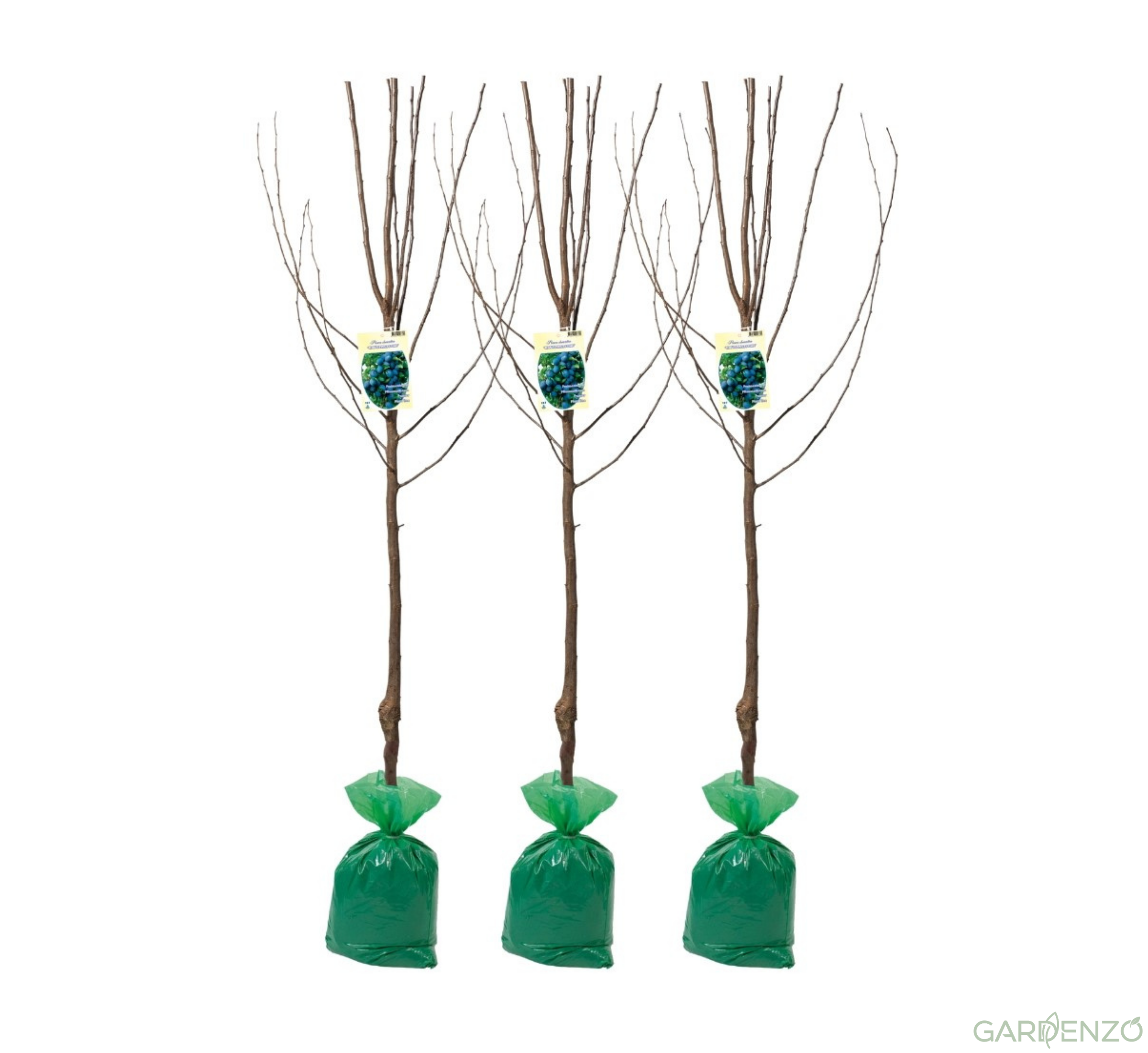 Lot de 3 pruniers à quetsches (Hauszwetsche) XXL - 140-170 cm