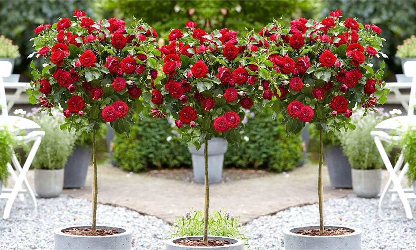 Lot de 3 rosiers sur tige ROUGE XXL