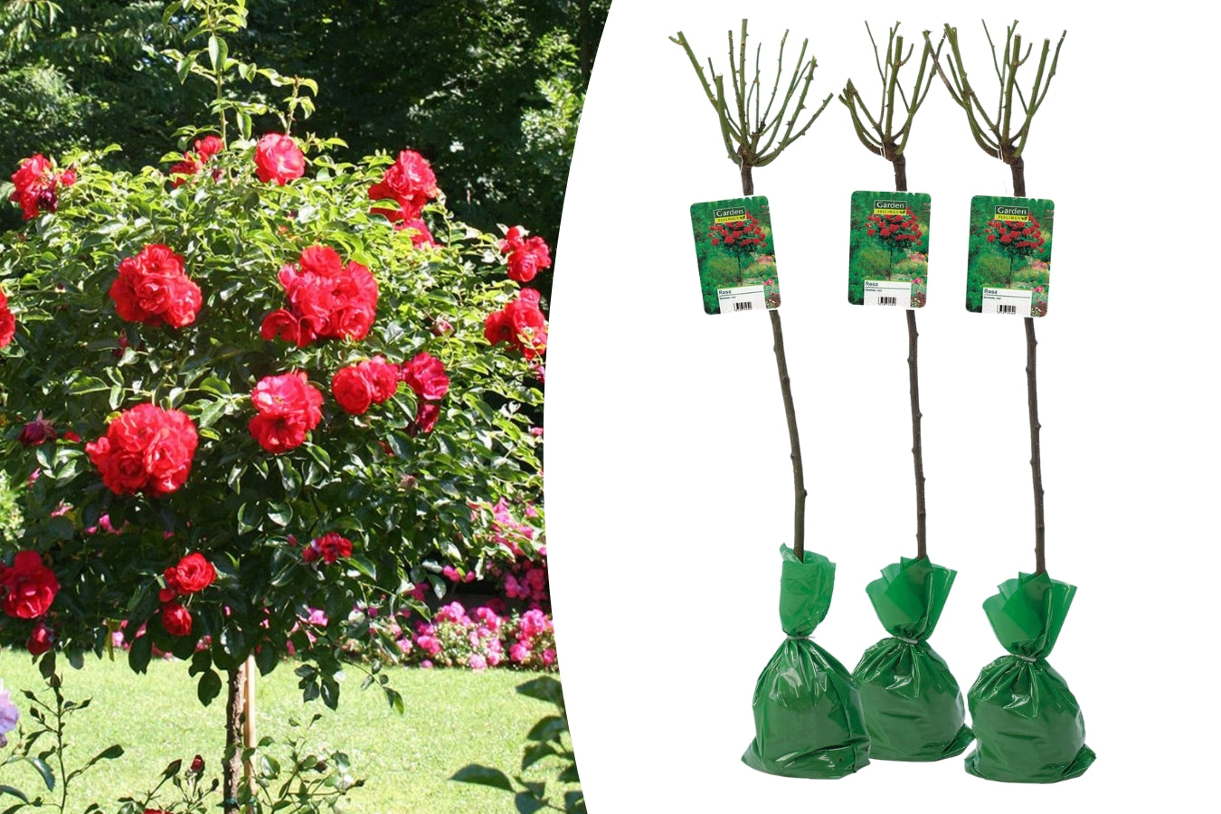 Lot de 3 rosiers sur tige ROUGE XXL
