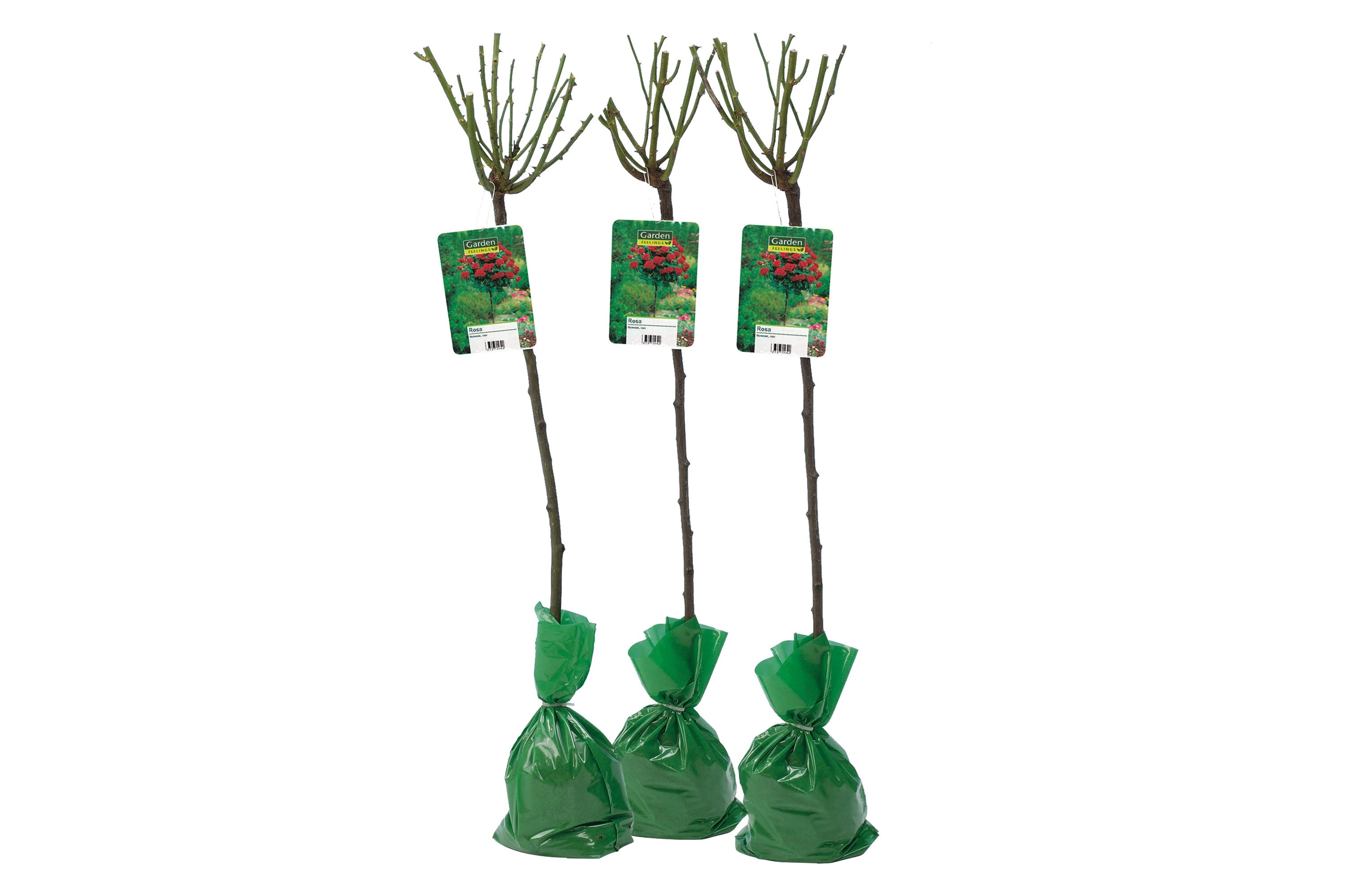 Roses sur tige ROUGE XXL x3