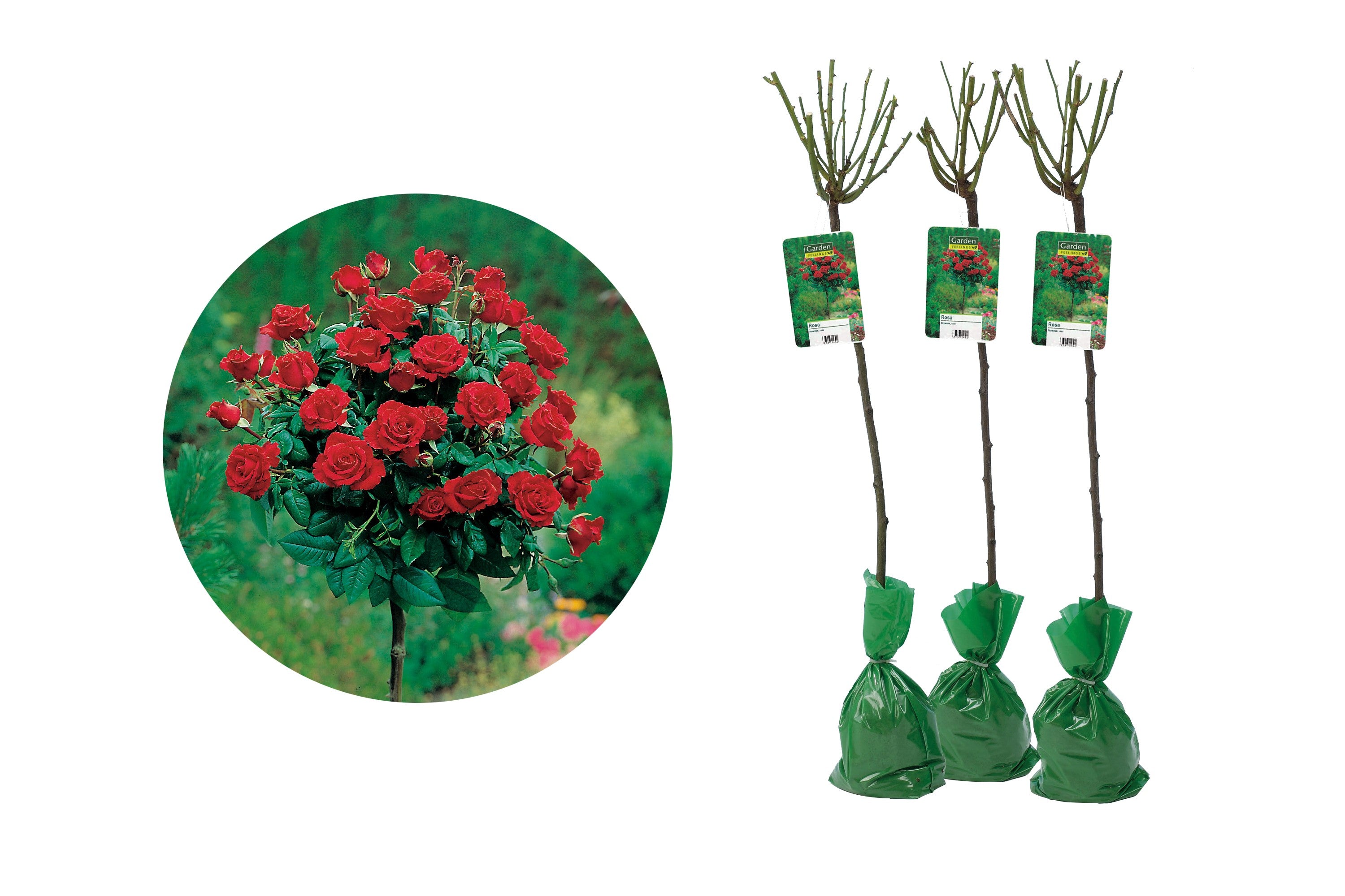 Roses sur tige ROUGE XXL x3