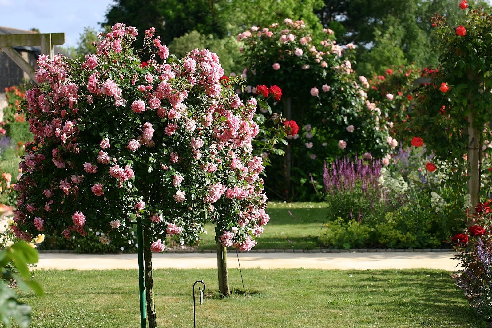 Roses sur tige ROSE XXL x3