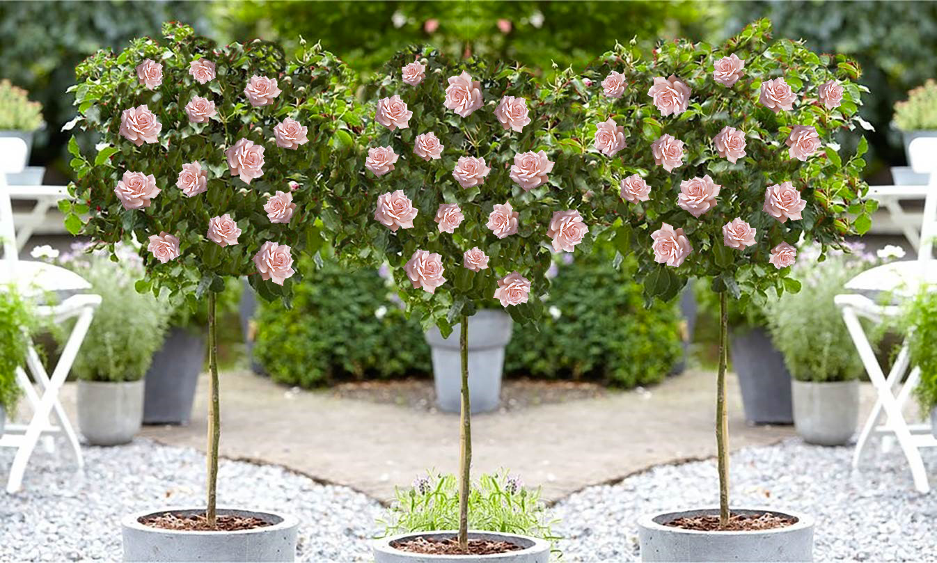 Lot de 3 rosiers sur tige ROSE XXL