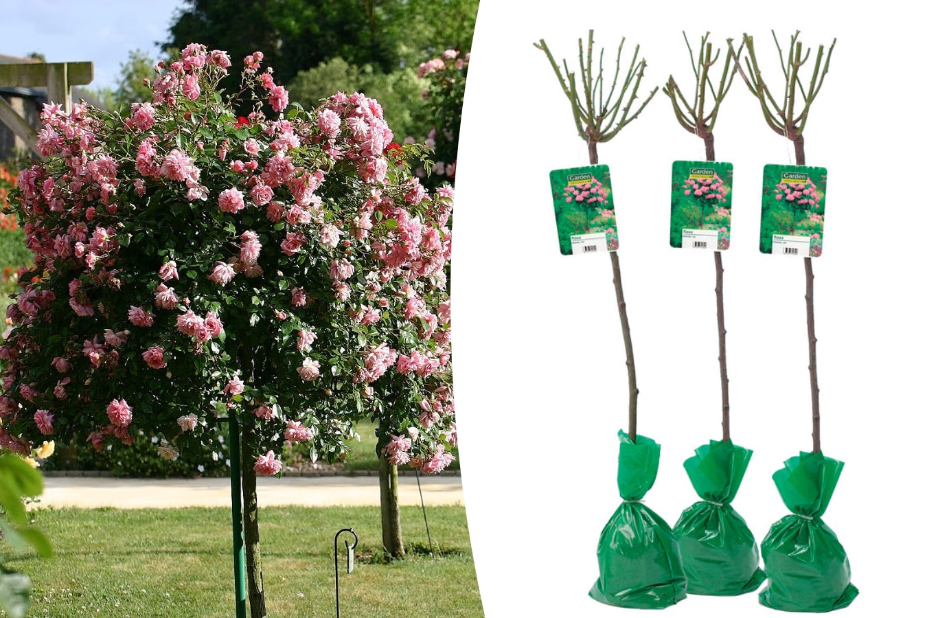 Lot de 3 rosiers sur tige ROSE XXL