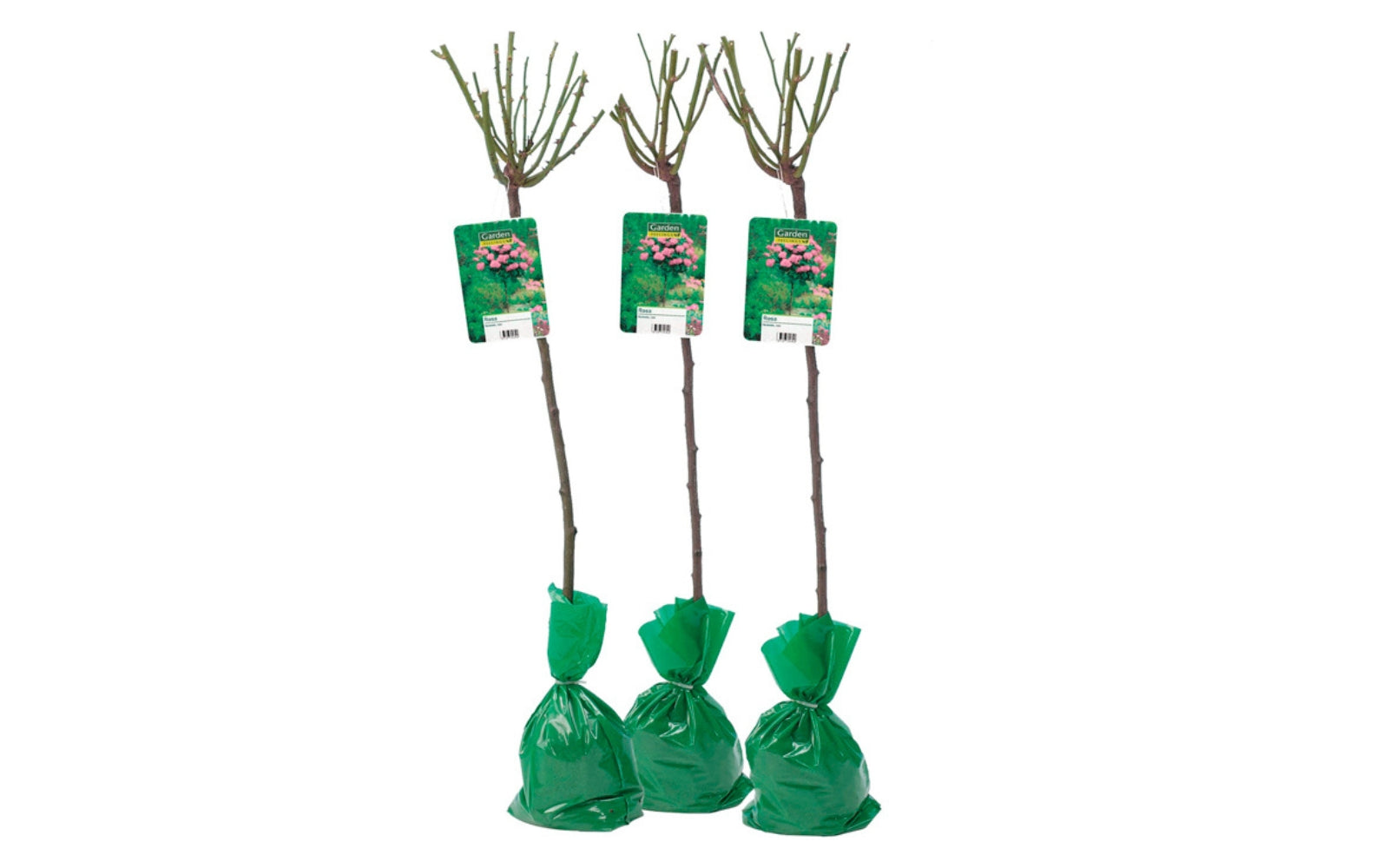 Roses sur tige ROSE XXL x3