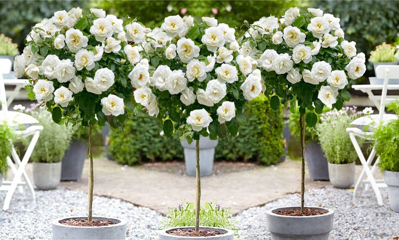 Lot de 3 rosiers sur tige BLANC XXL