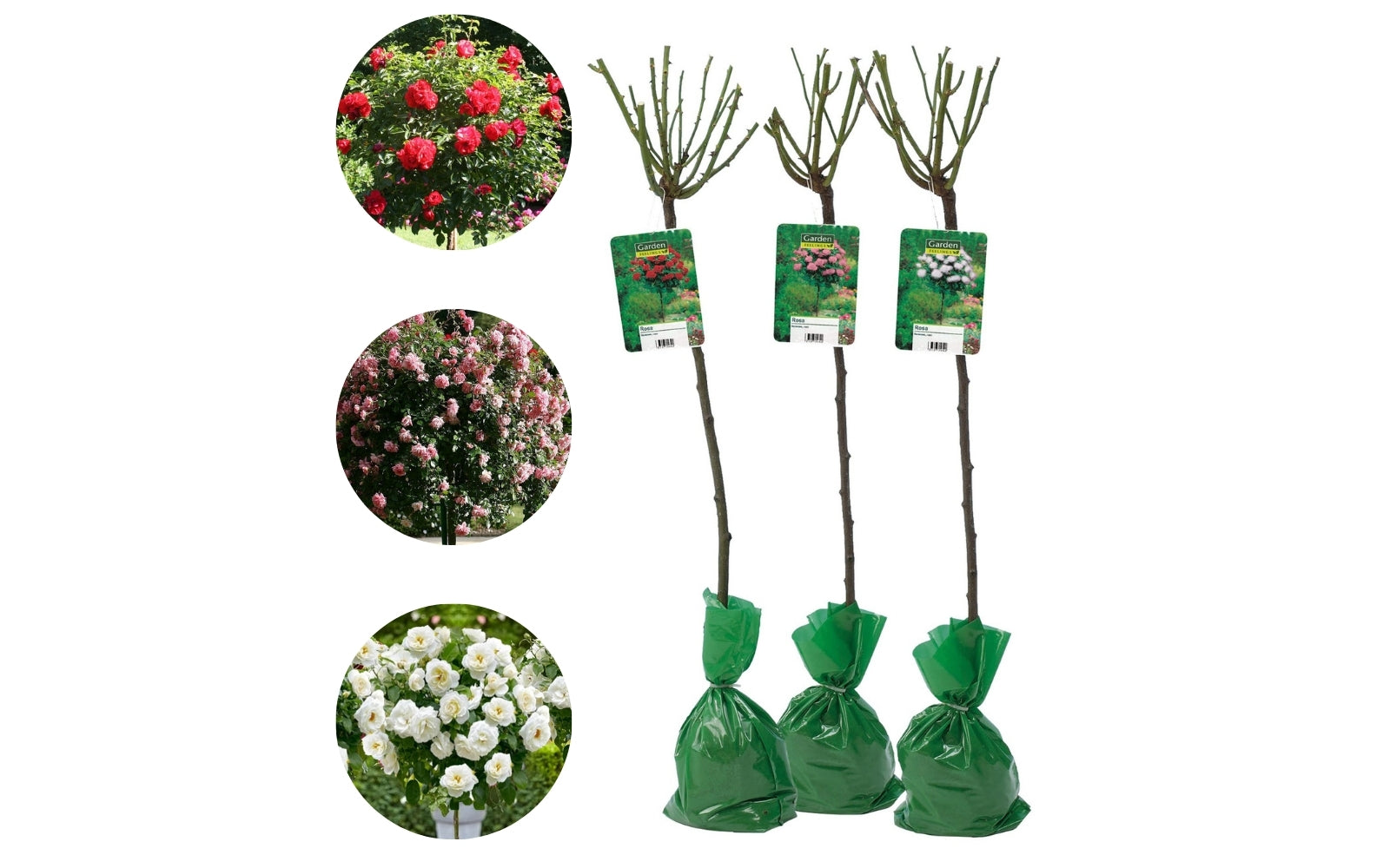 Roses sur tige mélange 3 couleurs XXL x3 (Rouge, Blanc, Rose)