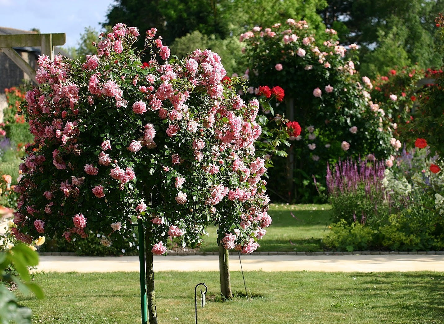 Roses sur tige mélange 3 couleurs XXL x3 (Rouge, Blanc, Rose)