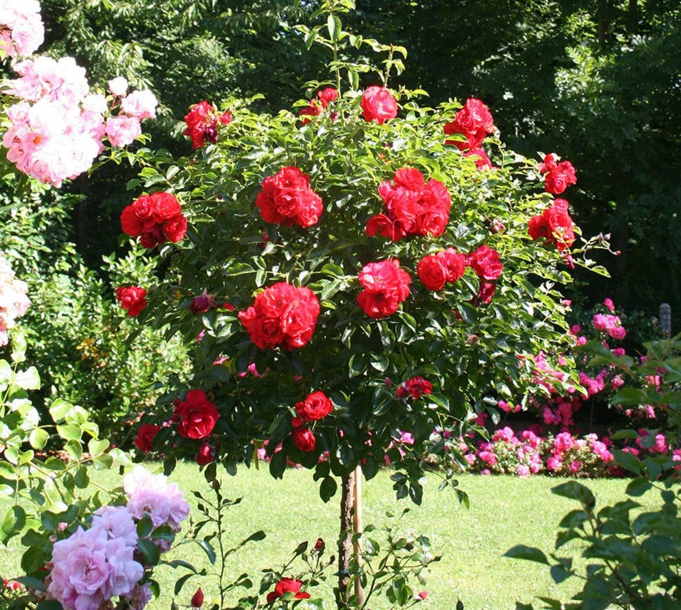 Roses sur tige mélange 3 couleurs XXL x3 (Rouge, Blanc, Rose)