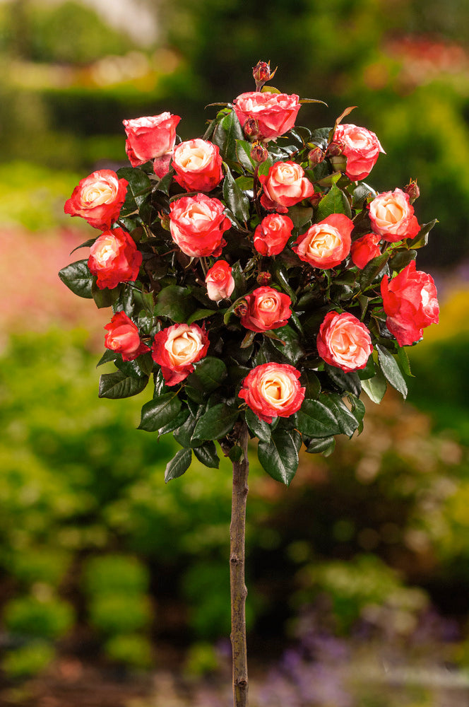 Roses sur tige mélange 3 couleurs XXL x3 (Rouge, Bicolore, Rose)