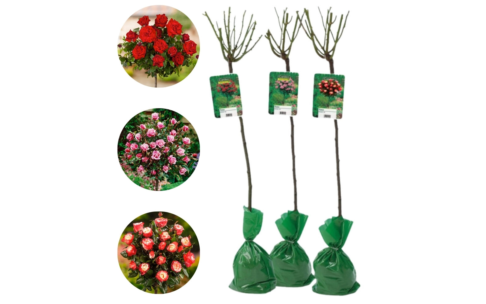 Roses sur tige mélange 3 couleurs XXL x3 (Rouge, Bicolore, Rose)