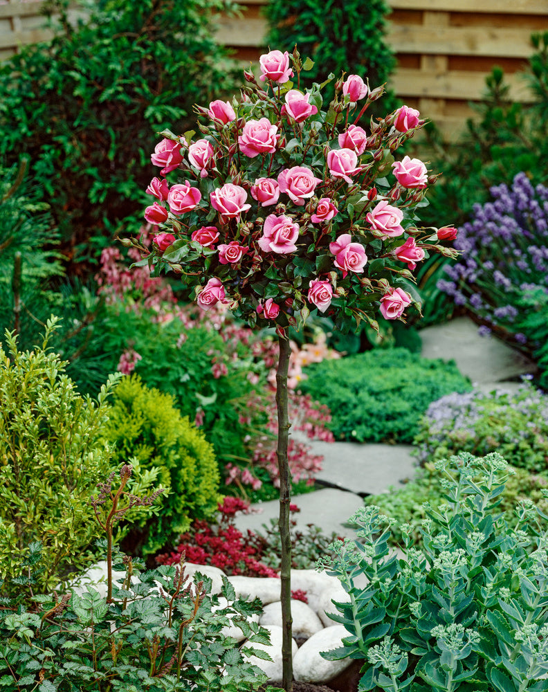 Roses sur tige mélange 3 couleurs XXL x3 (Rouge, Bicolore, Rose)