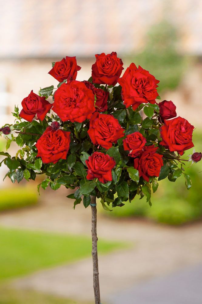 Roses sur tige mélange 3 couleurs XXL x3 (Rouge, Bicolore, Rose)