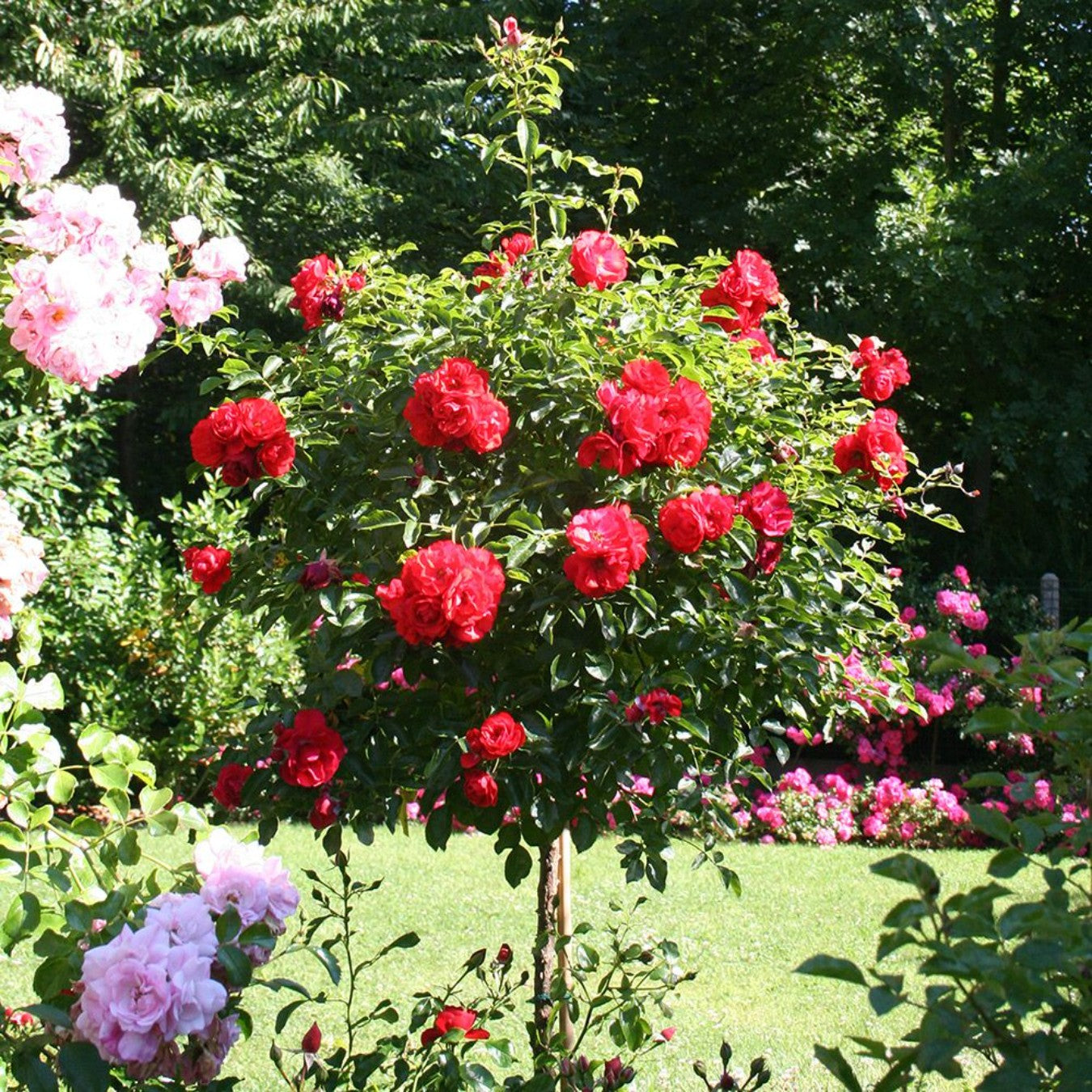 Roses sur tige mélange 3 couleurs XXL x3 (Rouge, Bicolore, Rose)