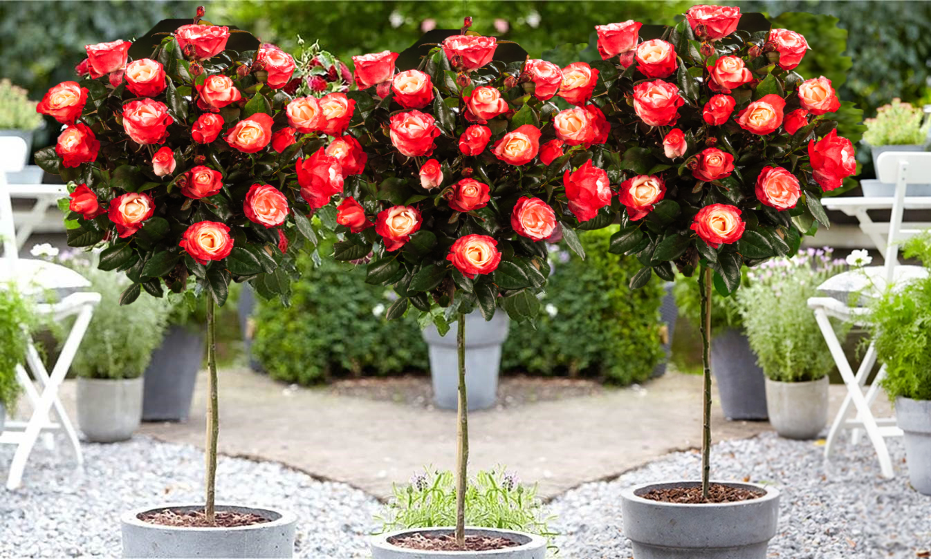Lot de 3 rosiers sur tige BICOLORE