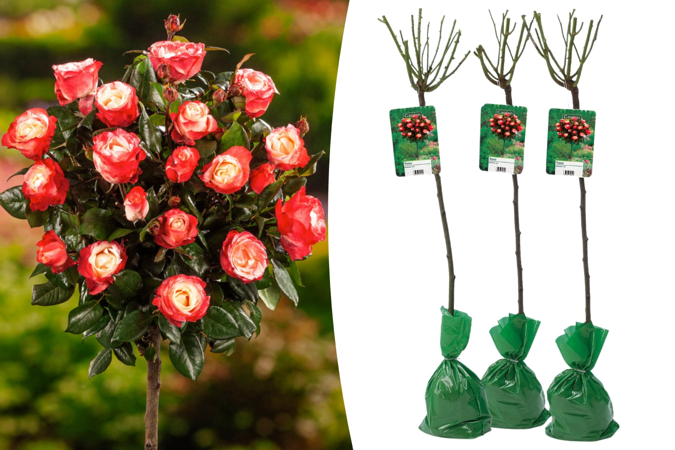 Lot de 3 rosiers sur tige BICOLORE