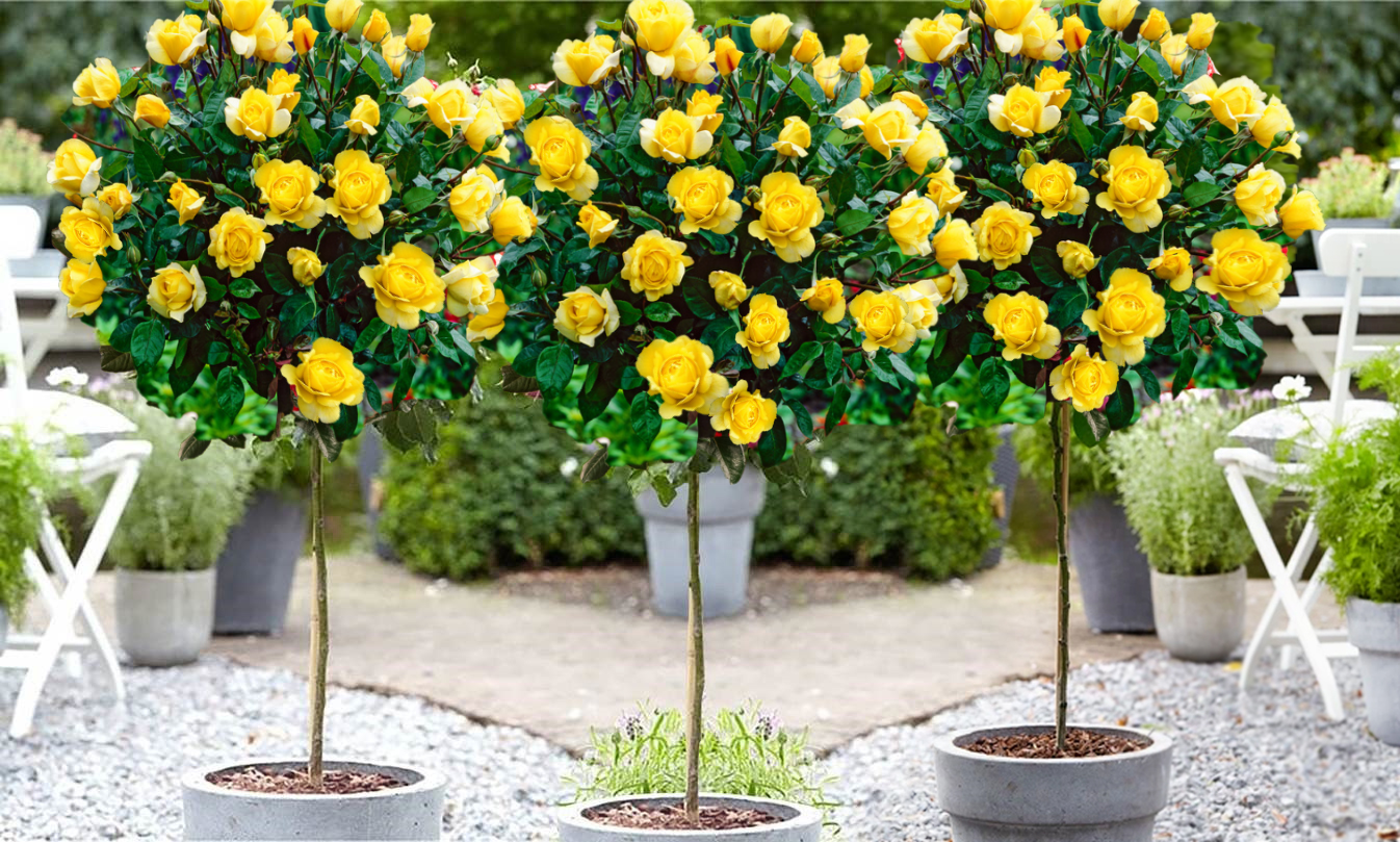 Lot de 3 rosiers sur tige JAUNE XXL