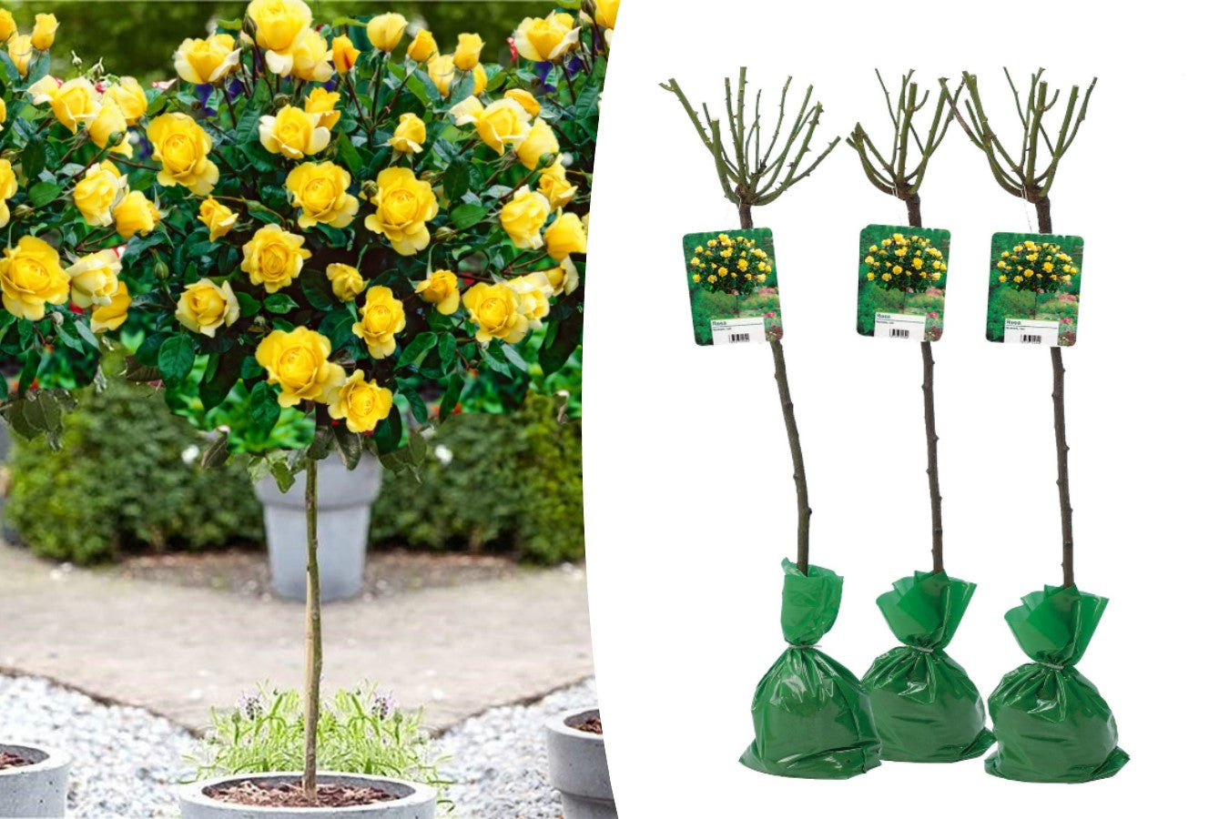 Lot de 3 rosiers sur tige JAUNE XXL