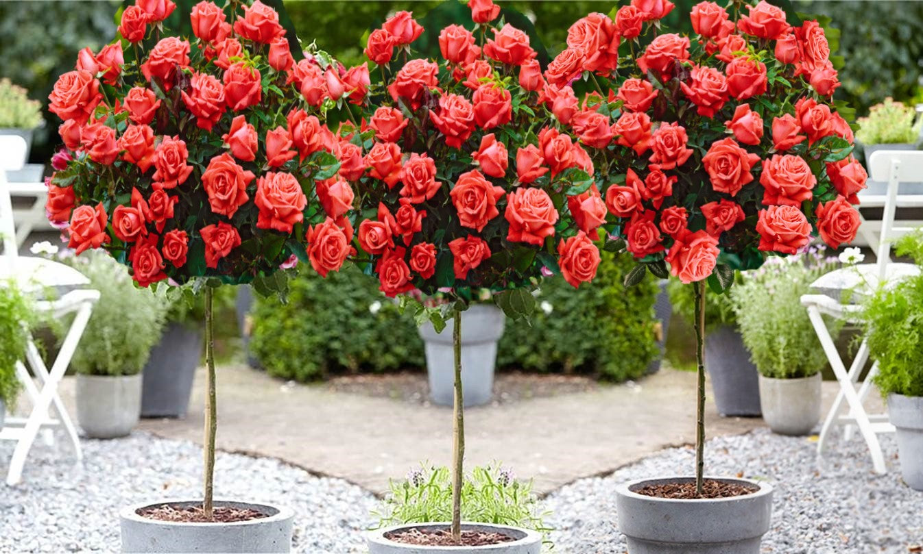 Lot de 3 rosiers sur tige ORANGE XXL