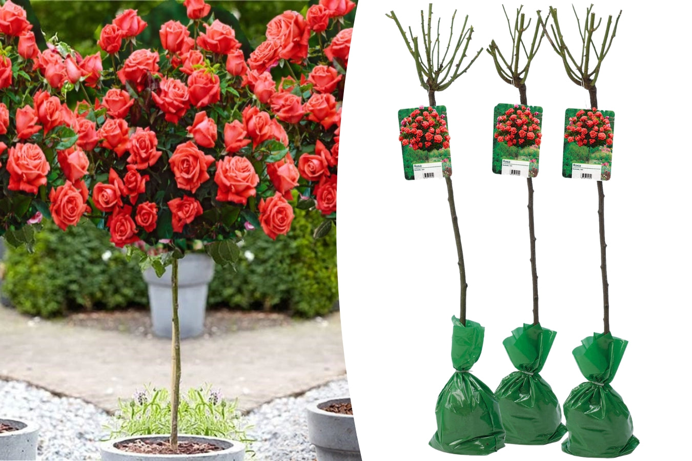 Lot de 3 rosiers sur tige ORANGE XXL