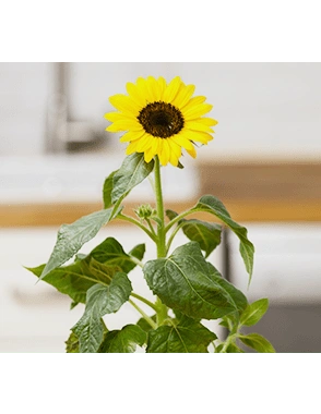 Modulo fleurs et ornementales - Livré avec 4 capsules de coleus, tournesol, rose d’inde et hypoestes