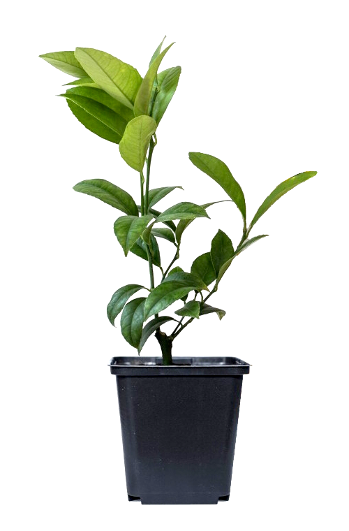Lot de 4 plantes méditerranéennes : 1 olivier, 1 figuier, 1 citronnier, 1 oranger - 25-38 cm