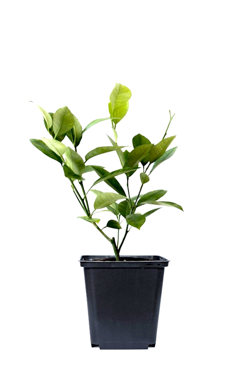 Lot de 8 plantes méditerranéennes : 2 oliviers, 2 figuiers, 2 citronniers, 2 orangers - 25-38 cm