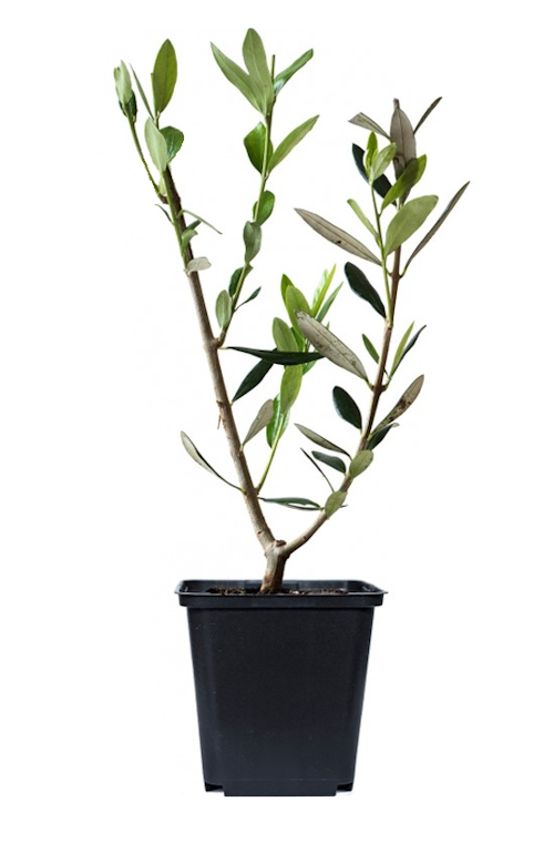 Lot de 6 plantes méditerranéennes : 1 olivier, 1 figuier, 1 citronnier, 1 oranger, 1 laurier rose, 1 oiseau du paradis - 25-38 cm