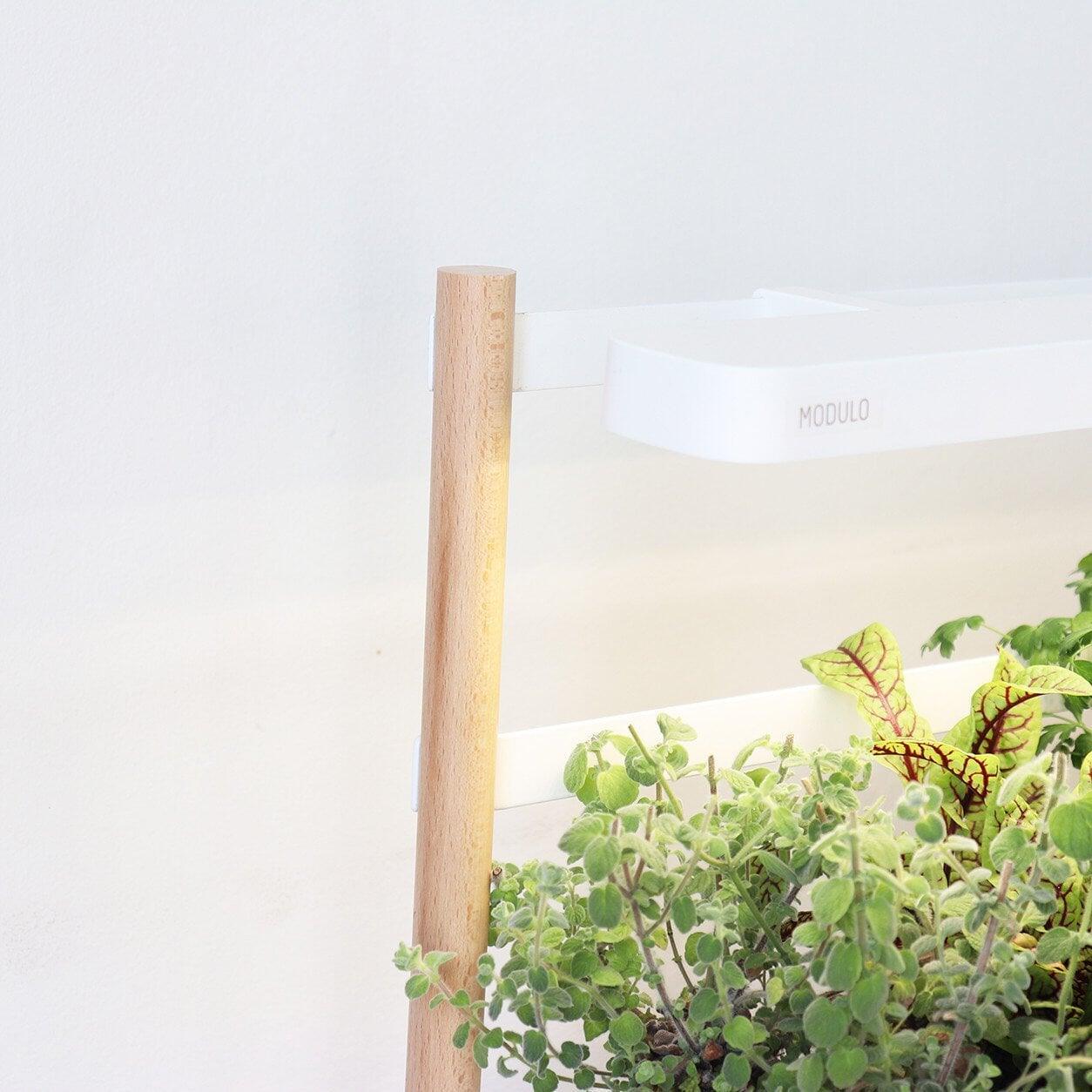 Modulo fleurs et ornementales - Livré avec 4 capsules de coleus, tournesol, rose d’inde et hypoestes